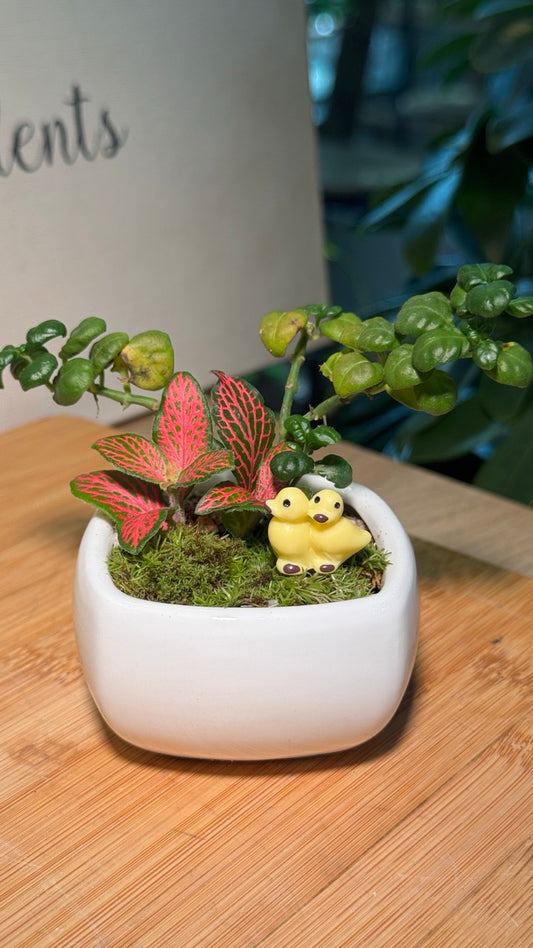 Fittonia (Indoor Plants) Arrangement in White Ceramic Pot