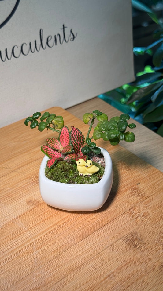 Fittonia (Indoor Plants) Arrangement in White Ceramic Pot