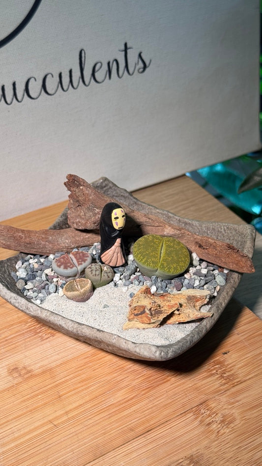 Lithops Arrangement in Zen Grey Pot