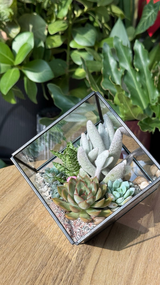 Cubical Glass Succulent Terrarium DIY Kit - Black Frame