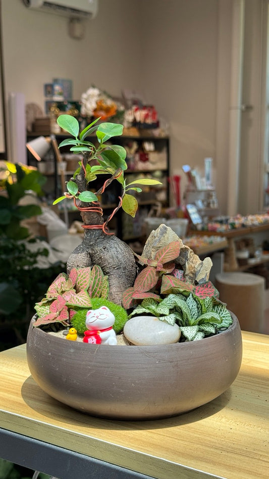 Fittonia and Ficus Ginseng Arrangement in Round Rustic Pot