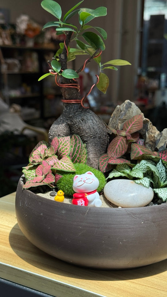 Fittonia and Ficus Ginseng Arrangement in Round Rustic Pot