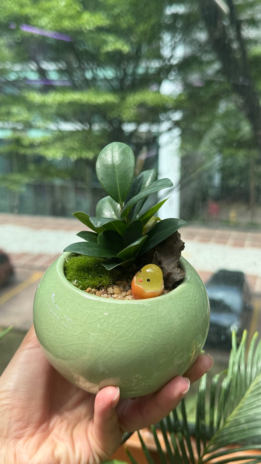 Fiddle-Leaf Fig (琴叶榕) in Green Ceramic Pot