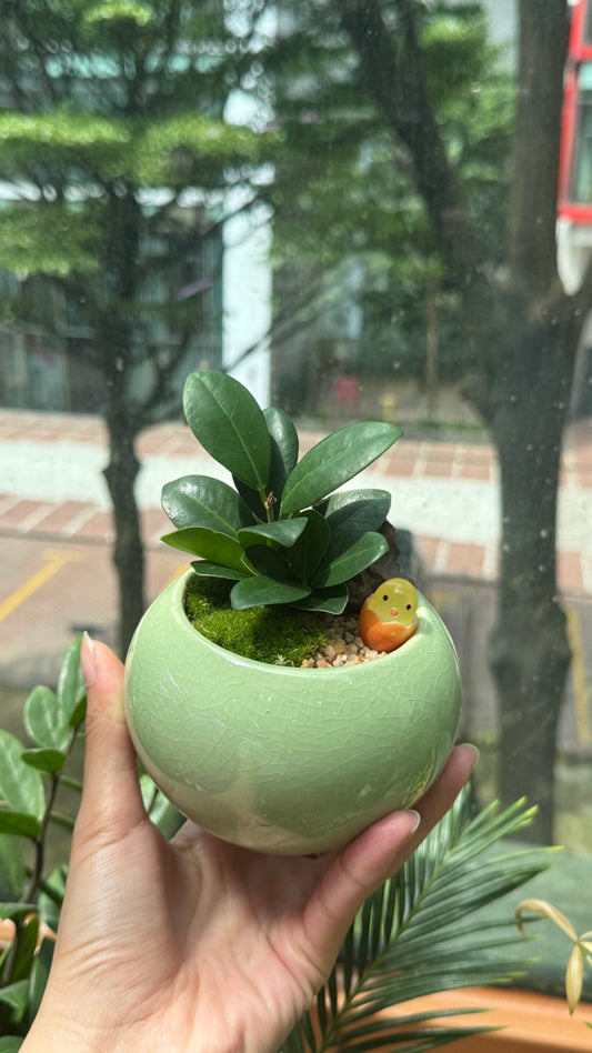 Fiddle-Leaf Fig (琴叶榕) in Green Ceramic Pot