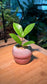 Zz Plant (Zanzibar Gem) in Pink Ceramic Pot