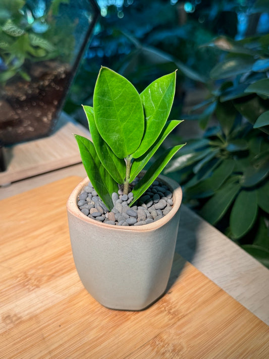 Zz Plant (Zanzibar Gem) in Ceramic Pot