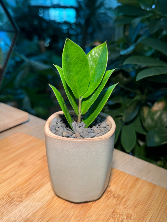 Zz Plant (Zanzibar Gem) in Ceramic Pot