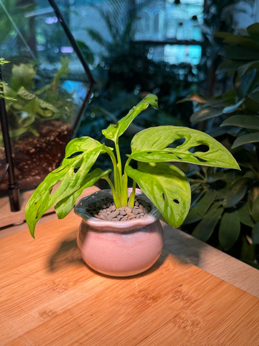 Monstera in Pink Ceramic Pot