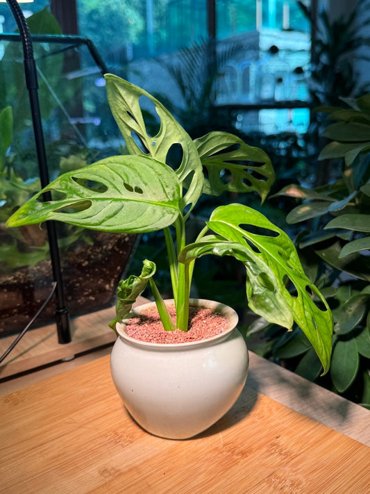 Monstera in White Ceramic Pot