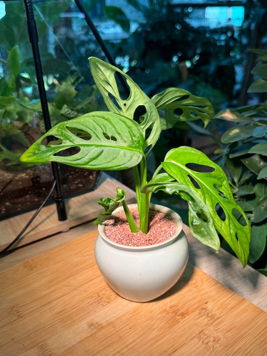 Monstera in White Ceramic Pot