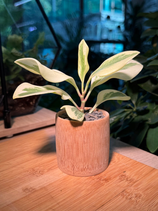 Peperomia in Bamboo Pot