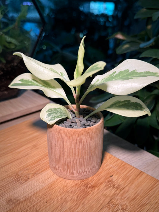 Peperomia in Bamboo Pot