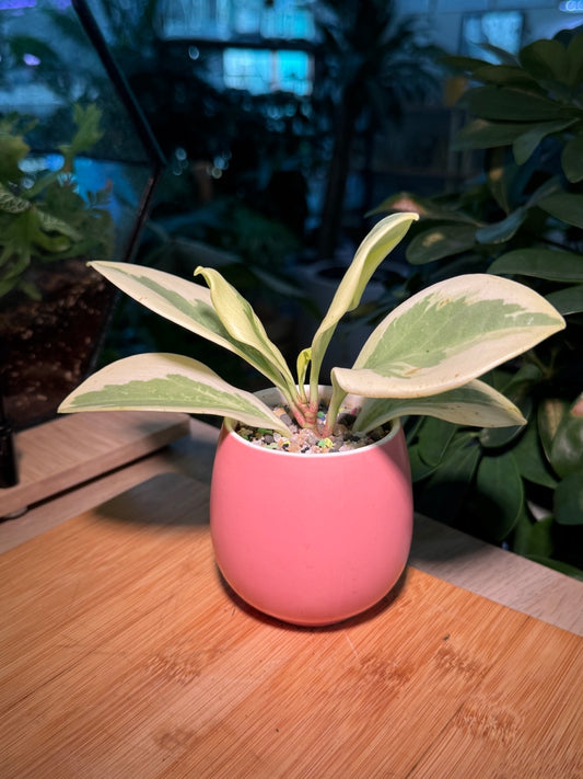 Peperomia in Pink Ceramic Pot