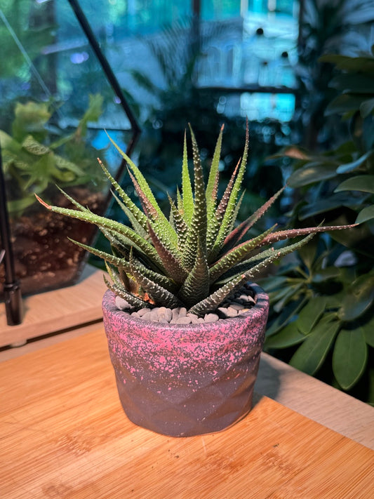 Harwothia in Black Pink Pot