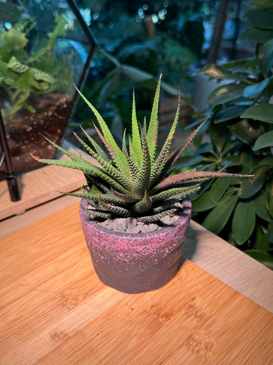 Harwothia in Black Pink Pot