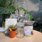 Glass Jar Indoor Plants DIY Set