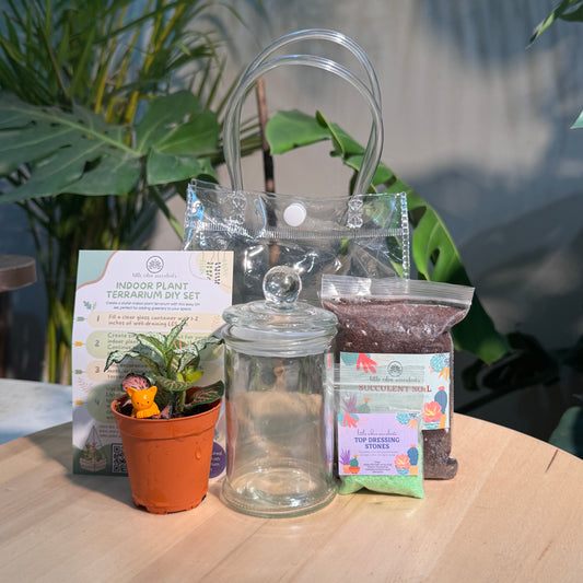 Glass Jar Indoor Plants DIY Set