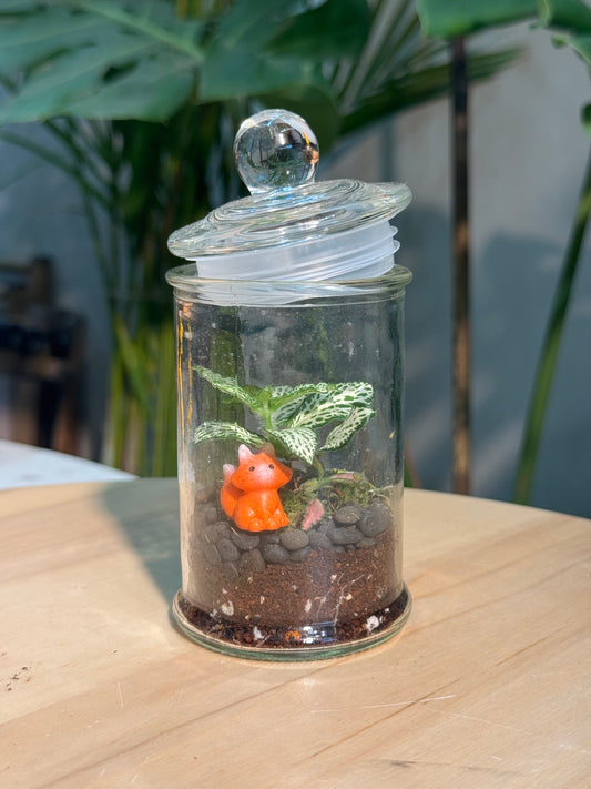 Glass Jar Indoor Plants DIY Set