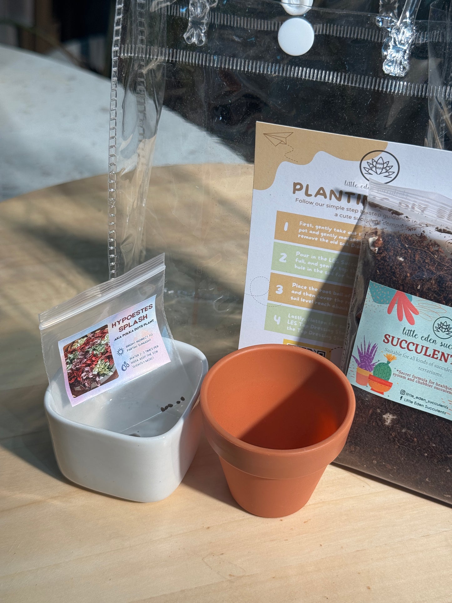 Hypoestes Splash DIY Set
