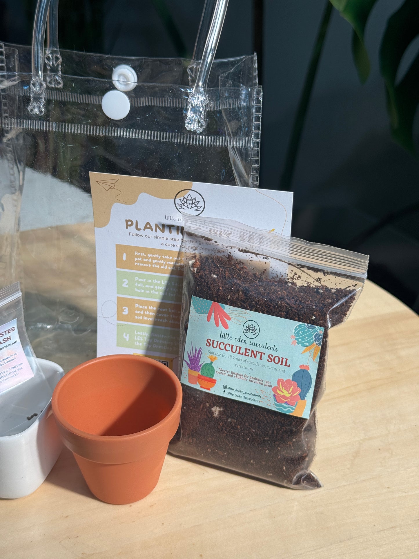 Hypoestes Splash DIY Set
