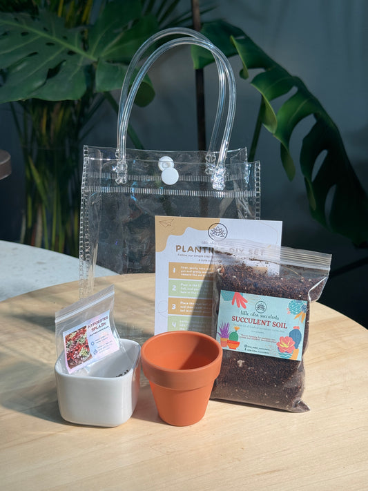 Hypoestes Splash DIY Set