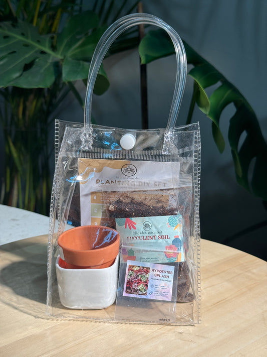 Hypoestes Splash DIY Set