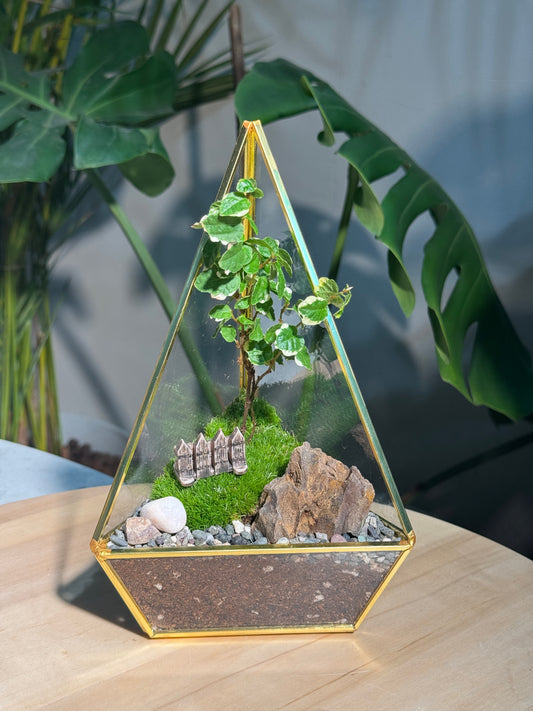 Ficus Pumila & Moss Arrangement in Triangular Pyramid Glass