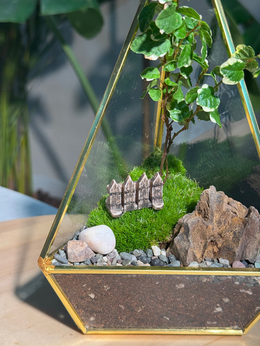 Ficus Pumila & Moss Arrangement in Triangular Pyramid Glass