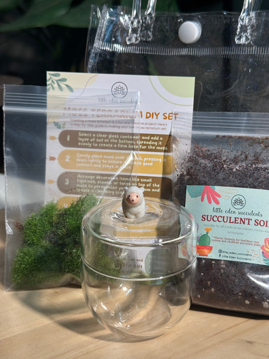 Tea Glass Moss Terrarium DIY Set