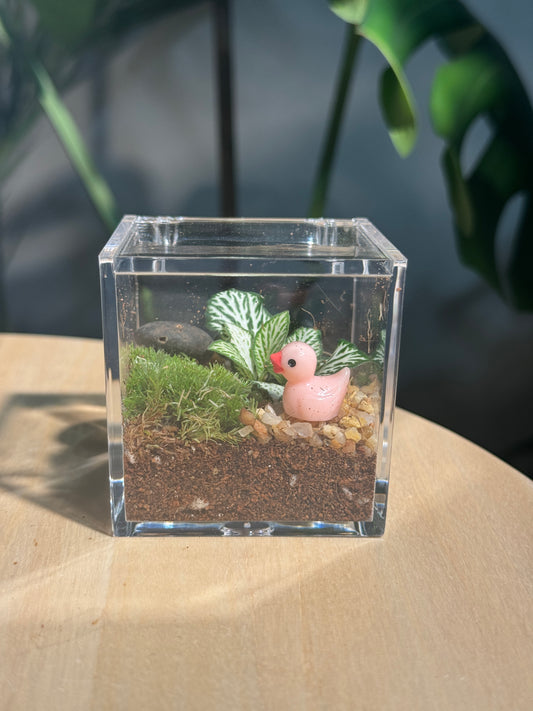 Arcylic Cubical Moss Terrarium DIY Set