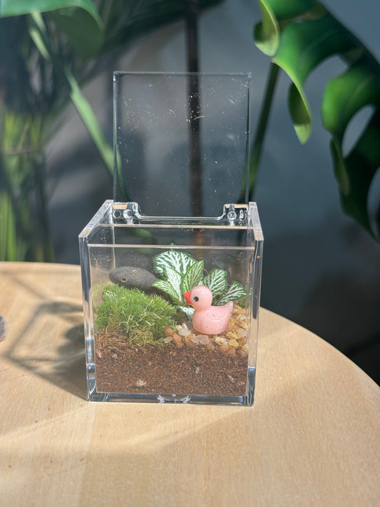 Arcylic Cubical Moss Terrarium DIY Set