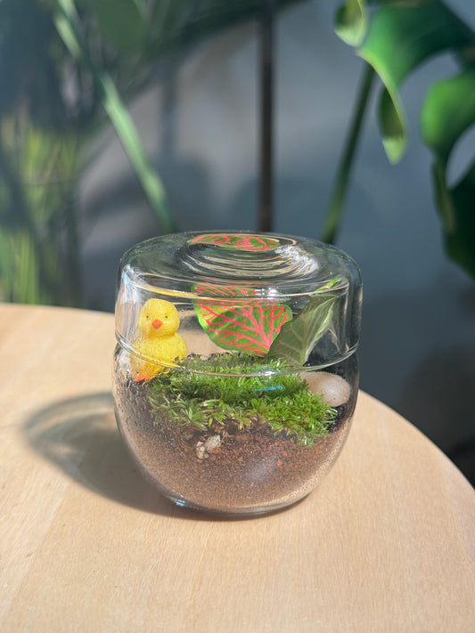 Tea Glass Moss Terrarium DIY Set