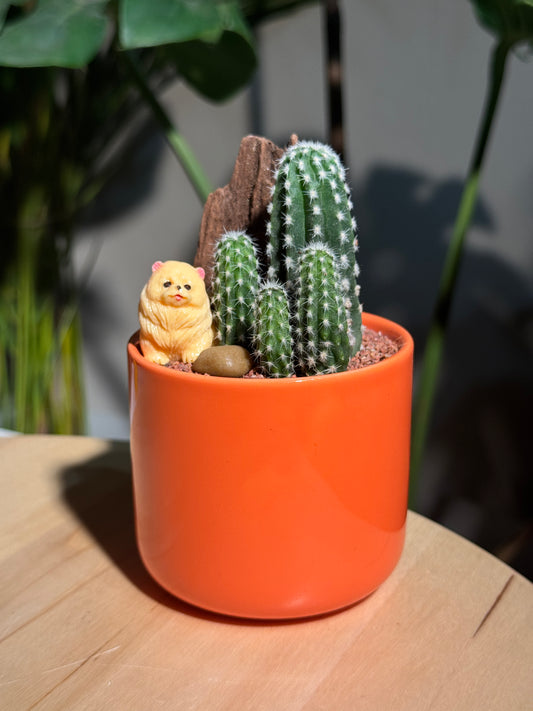 Cactus Arrangement in Orange Ceramic Pot