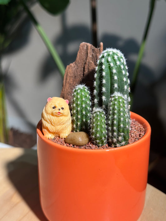 Puppy Succulent Arrangement in Orange Ceramic Pot