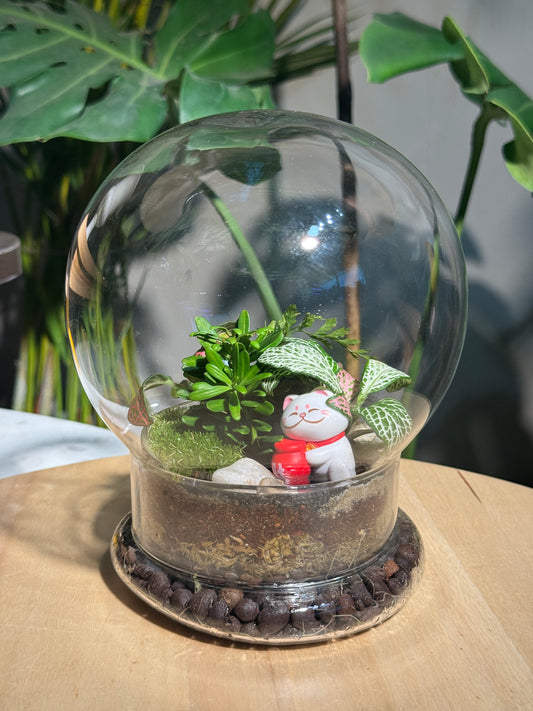 Fittonia & Fern with Moss Arrangement in Clear Dome Glass Terrarium