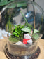 Fittonia & Fern with Moss Arrangement in Clear Dome Glass Terrarium