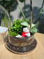 Fittonia & Fern with Moss Arrangement in Clear Dome Glass Terrarium