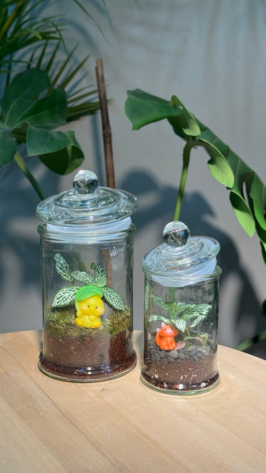 (Pre-order) Indoor Plant Arrangement in Terrarium Jar (S, M)
