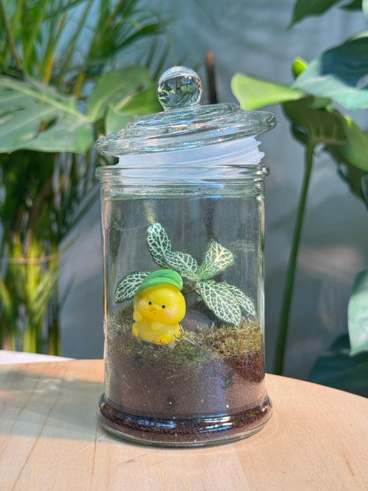 (Pre-order) Indoor Plant Arrangement in Terrarium Jar (S, M)
