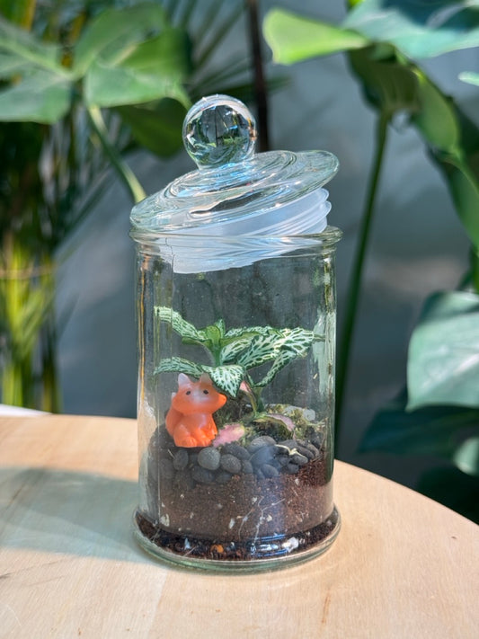 Terrarium Jar (S) Indoor Plant Terrarium DIY Kit