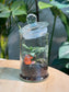 (Pre-order) Indoor Plant Arrangement in Terrarium Jar (S, M)