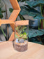 (Pre-order) Indoor Plant in Cylindrical Glass (S, M, L)