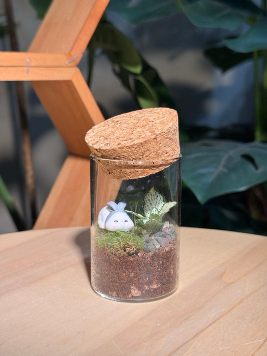 (Pre-order) Indoor Plant in Cylindrical Glass (S, M, L)