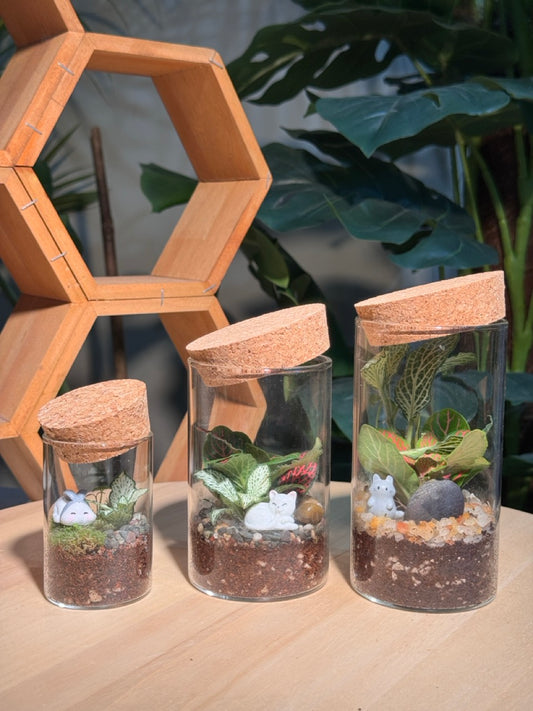(Pre-order) Indoor Plant in Cylindrical Glass (S, M, L)