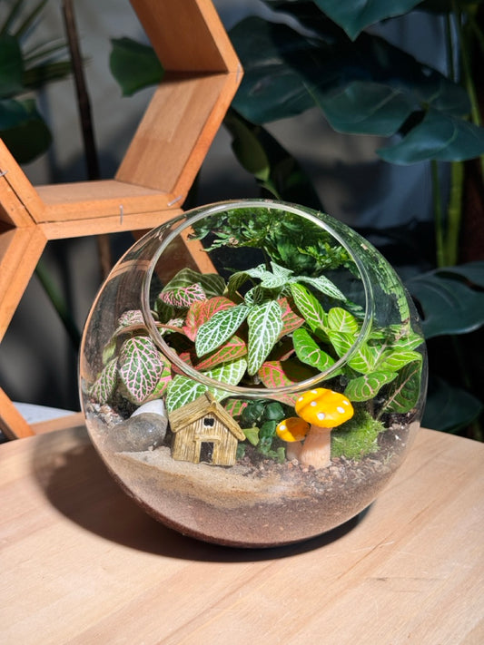 (Pre-order) Indoor Plant in Round Glass Terrarium (M, L)