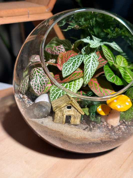 Indoor Plant in Round Glass Terrarium (L)