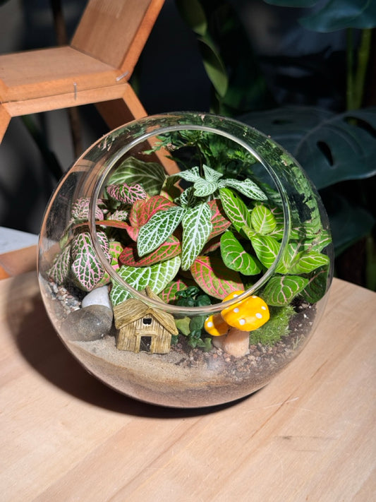 Round Glass Indoor Plant Terrarium (L) DIY Kit