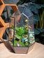 (Pre-order) Indoor Plant Arrangement in Black Frame Polygonal Terrarium Glass (M, L)