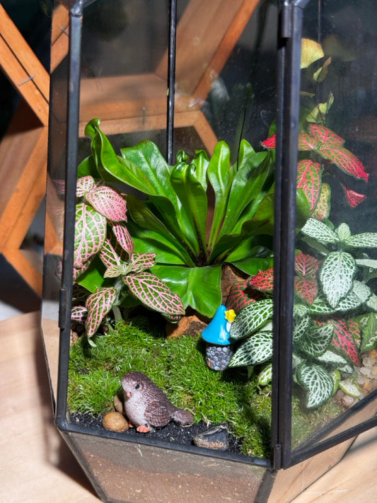 (Pre-order) Indoor Plant Arrangement in Black Frame Polygonal Terrarium Glass (M, L)