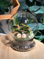 (Pre-order) Indoor Plant in Dome Glass